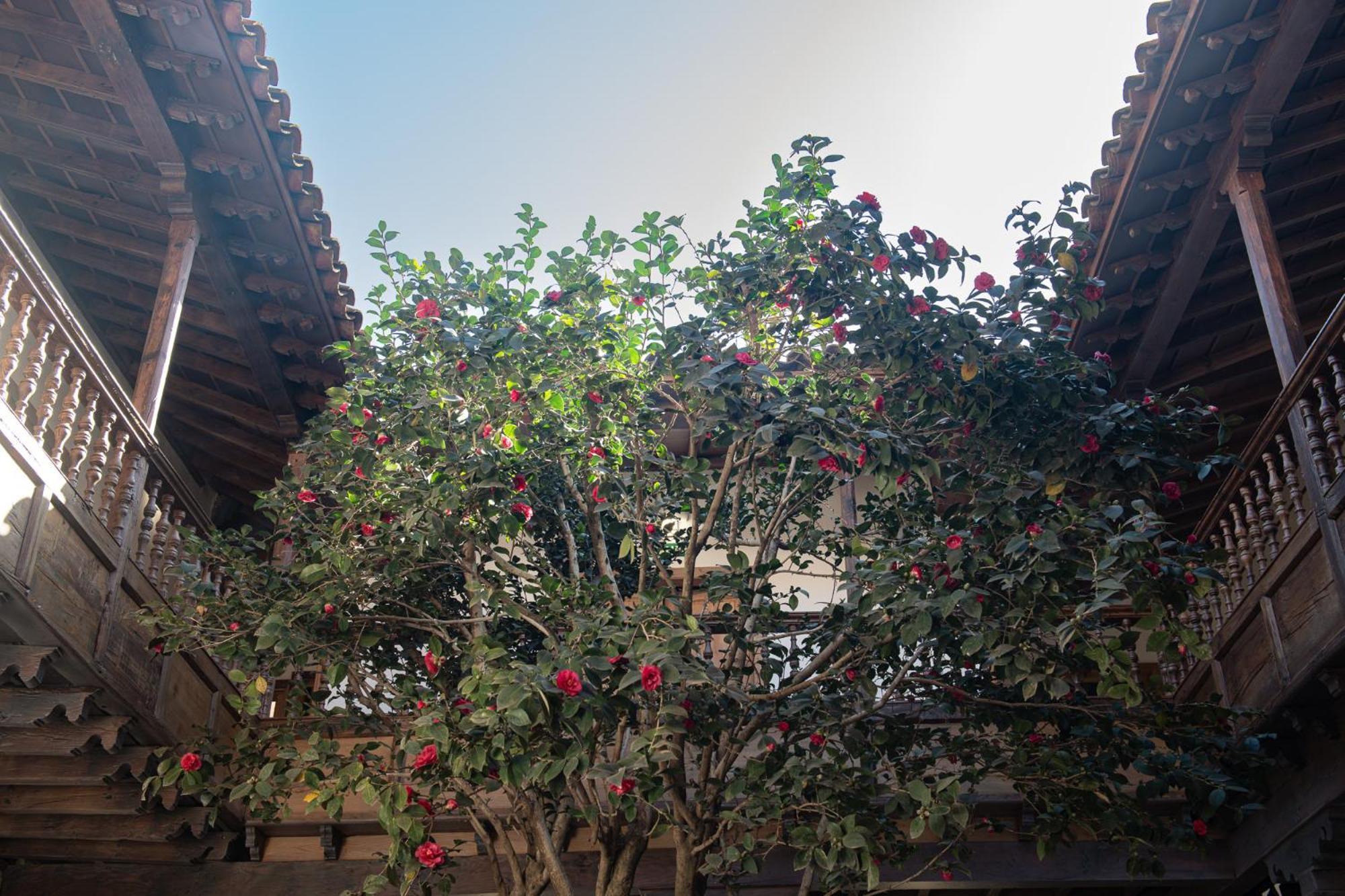 La Casa De La Camelia Hotel La Laguna  Ngoại thất bức ảnh